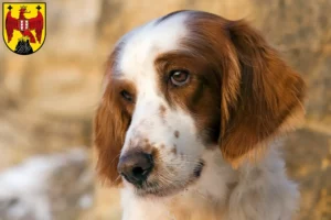 Mehr über den Artikel erfahren Irish Red and White Setter Züchter und Welpen im Burgenland