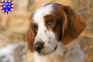 Mehr über den Artikel erfahren Irish Red and White Setter Züchter und Welpen in Centre-Val de Loire