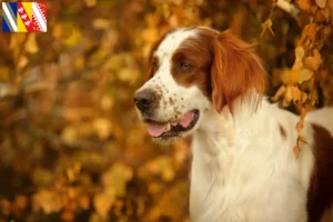 Mehr über den Artikel erfahren Irish Red and White Setter Züchter und Welpen in Grand Est