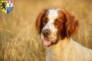 Mehr über den Artikel erfahren Irish Red and White Setter Züchter und Welpen in Hauts-de-France