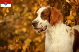 Mehr über den Artikel erfahren Irish Red and White Setter Züchter und Welpen in Hessen