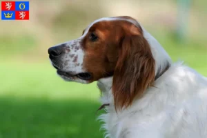 Mehr über den Artikel erfahren Irish Red and White Setter Züchter und Welpen in Hradec Králové