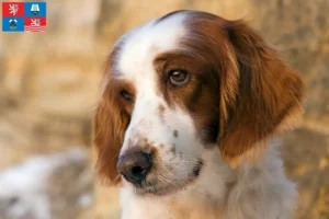 Mehr über den Artikel erfahren Irish Red and White Setter Züchter und Welpen in Karlsbad