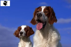 Mehr über den Artikel erfahren Irish Red and White Setter Züchter und Welpen auf Korsika