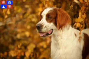 Mehr über den Artikel erfahren Irish Red and White Setter Züchter und Welpen in Liberec