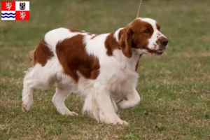 Mehr über den Artikel erfahren Irish Red and White Setter Züchter und Welpen in Mittelböhmen