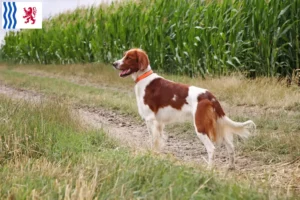 Mehr über den Artikel erfahren Irish Red and White Setter Züchter und Welpen in Nouvelle-Aquitaine