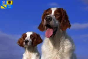 Mehr über den Artikel erfahren Irish Red and White Setter Züchter und Welpen in Olmütz