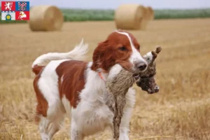 Mehr über den Artikel erfahren Irish Red and White Setter Züchter und Welpen in Pardubice