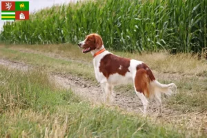 Mehr über den Artikel erfahren Irish Red and White Setter Züchter und Welpen in Pilsen