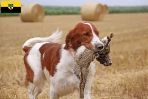 Mehr über den Artikel erfahren Irish Red and White Setter Züchter und Welpen in Sachsen-Anhalt