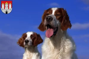 Mehr über den Artikel erfahren Irish Red and White Setter Züchter und Welpen in Salzburg