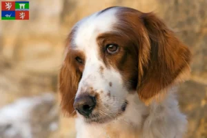 Mehr über den Artikel erfahren Irish Red and White Setter Züchter und Welpen in Ústí