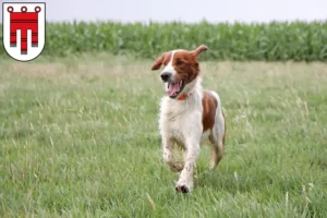 Mehr über den Artikel erfahren Irish Red and White Setter Züchter und Welpen in Vorarlberg