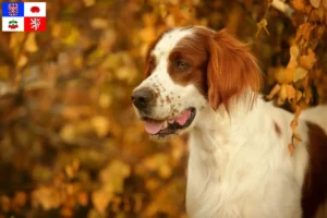 Mehr über den Artikel erfahren Irish Red and White Setter Züchter und Welpen in Vysočina