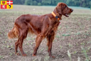 Mehr über den Artikel erfahren Irish Red Setter Züchter und Welpen in Auvergne-Rhône-Alpes