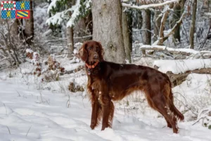 Mehr über den Artikel erfahren Irish Red Setter Züchter und Welpen in Bourgogne-Franche-Comté