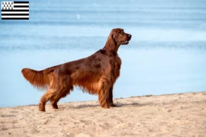 Mehr über den Artikel erfahren Irish Red Setter Züchter und Welpen in der Bretagne