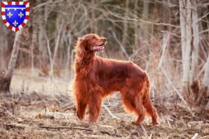 Mehr über den Artikel erfahren Irish Red Setter Züchter und Welpen in Centre-Val de Loire