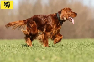 Mehr über den Artikel erfahren Irish Red Setter Züchter und Welpen in Flandern