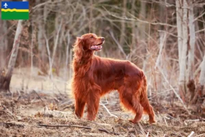 Mehr über den Artikel erfahren Irish Red Setter Züchter und Welpen in Flevoland