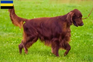 Mehr über den Artikel erfahren Irish Red Setter Züchter und Welpen in Gelderland