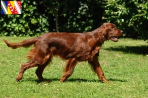 Mehr über den Artikel erfahren Irish Red Setter Züchter und Welpen in Grand Est