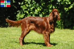 Mehr über den Artikel erfahren Irish Red Setter Züchter und Welpen in Groningen