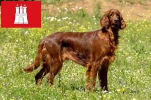 Mehr über den Artikel erfahren Irish Red Setter Züchter und Welpen in Hamburg