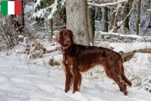 Mehr über den Artikel erfahren Irish Red Setter Züchter und Welpen in Italien