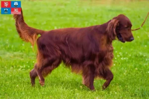 Mehr über den Artikel erfahren Irish Red Setter Züchter und Welpen in Karlsbad