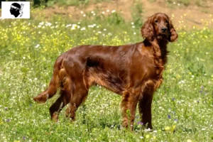 Mehr über den Artikel erfahren Irish Red Setter Züchter und Welpen auf Korsika