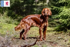 Mehr über den Artikel erfahren Irish Red Setter Züchter und Welpen in Nouvelle-Aquitaine