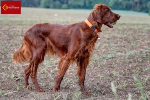 Mehr über den Artikel erfahren Irish Red Setter Züchter und Welpen in Okzitanien