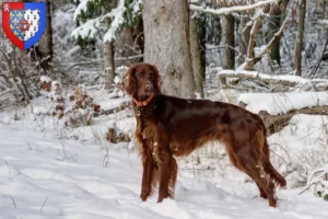 Mehr über den Artikel erfahren Irish Red Setter Züchter und Welpen in Pays de la Loire