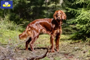 Mehr über den Artikel erfahren Irish Red Setter Züchter und Welpen in Region Brüssel-Hauptstadt