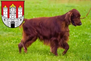 Mehr über den Artikel erfahren Irish Red Setter Züchter und Welpen in Salzburg