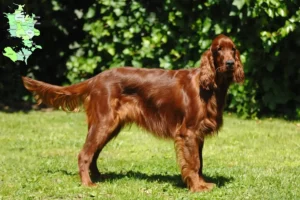 Mehr über den Artikel erfahren Irish Red Setter Züchter und Welpen in Sjælland