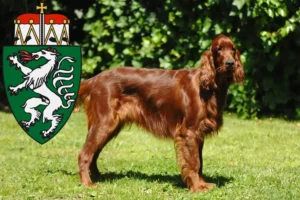 Mehr über den Artikel erfahren Irish Red Setter Züchter und Welpen in der Steiermark