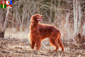 Mehr über den Artikel erfahren Irish Red Setter Züchter und Welpen in Südböhmen