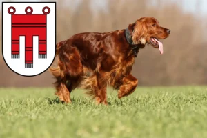 Mehr über den Artikel erfahren Irish Red Setter Züchter und Welpen in Vorarlberg