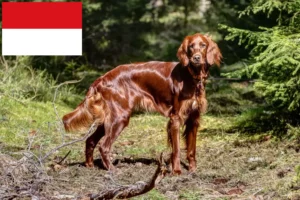 Mehr über den Artikel erfahren Irish Red Setter Züchter und Welpen in Wien