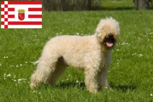 Mehr über den Artikel erfahren Irish Soft Coated Wheaten Terrier Züchter und Welpen in Bremen