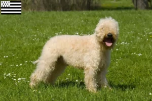 Mehr über den Artikel erfahren Irish Soft Coated Wheaten Terrier Züchter und Welpen in der Bretagne