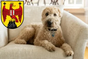 Mehr über den Artikel erfahren Irish Soft Coated Wheaten Terrier Züchter und Welpen im Burgenland