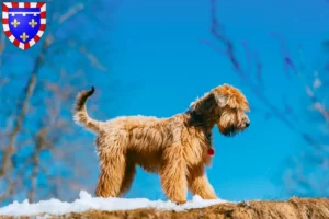 Mehr über den Artikel erfahren Irish Soft Coated Wheaten Terrier Züchter und Welpen in Centre-Val de Loire