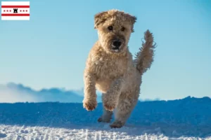 Mehr über den Artikel erfahren Irish Soft Coated Wheaten Terrier Züchter und Welpen in Drenthe