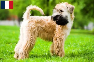 Mehr über den Artikel erfahren Irish Soft Coated Wheaten Terrier Züchter und Welpen in Frankreich