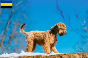 Mehr über den Artikel erfahren Irish Soft Coated Wheaten Terrier Züchter und Welpen in Gelderland