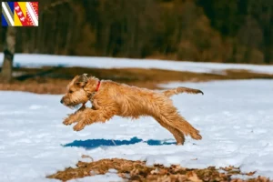 Mehr über den Artikel erfahren Irish Soft Coated Wheaten Terrier Züchter und Welpen in Grand Est